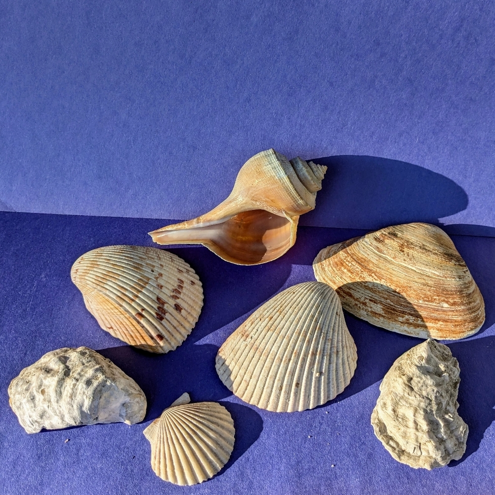 Seashell Collection 7 Shells